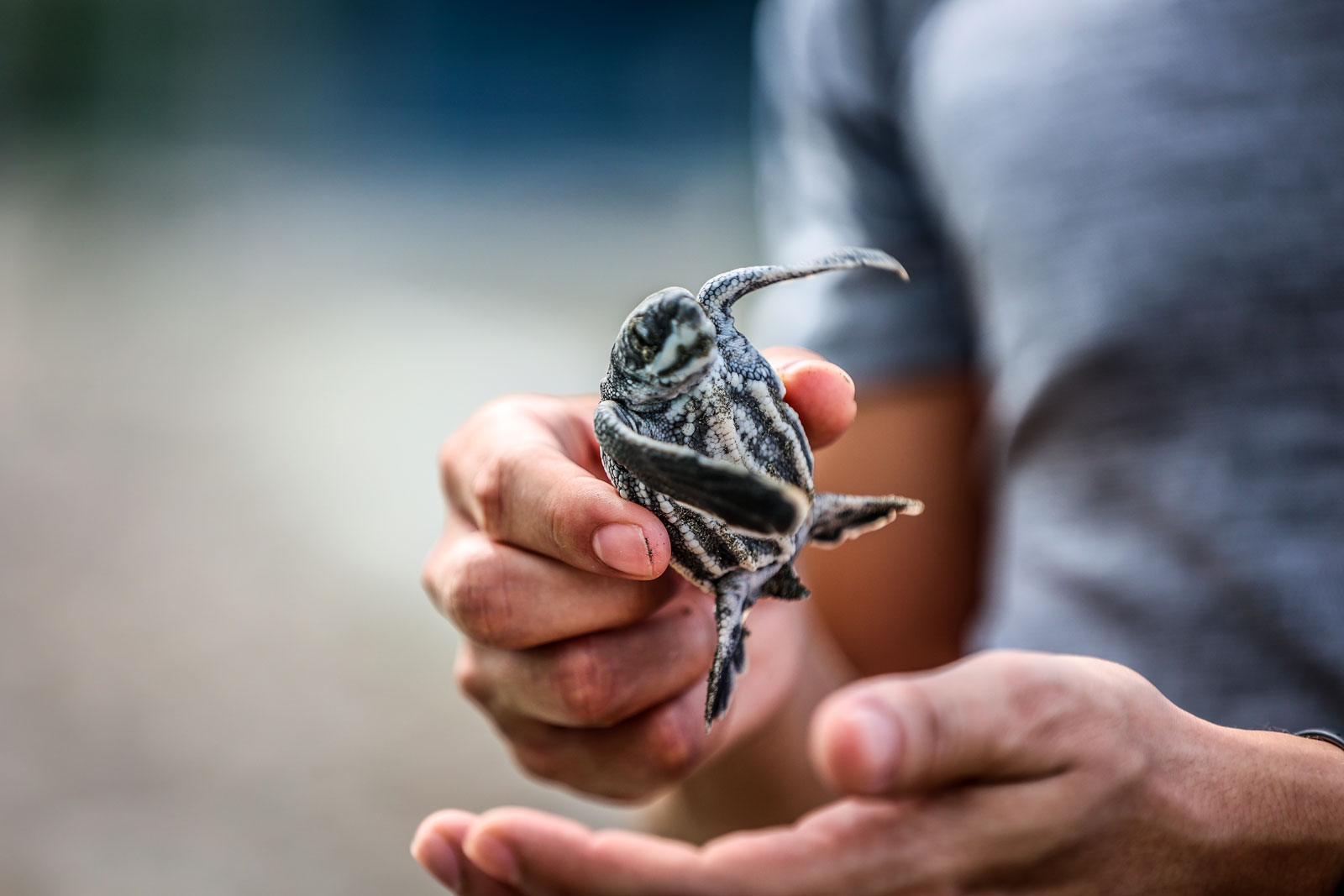 220609-turtle-conservation-moin